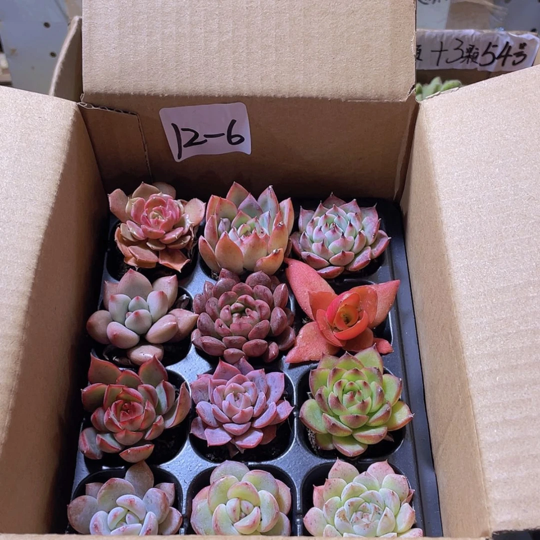 【闪购商品】12颗-6