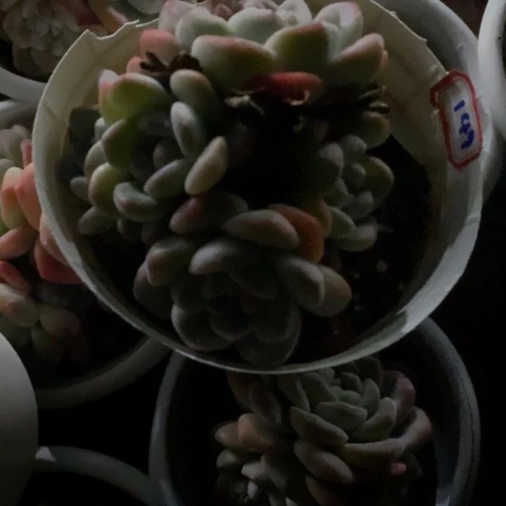 心**情一物一拍149