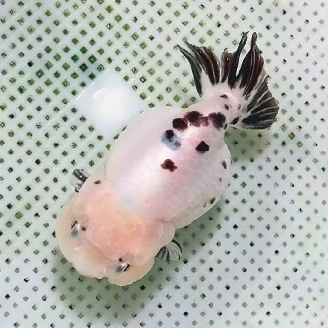 兰寿玛丽冷水鱼链接 顺丰包邮