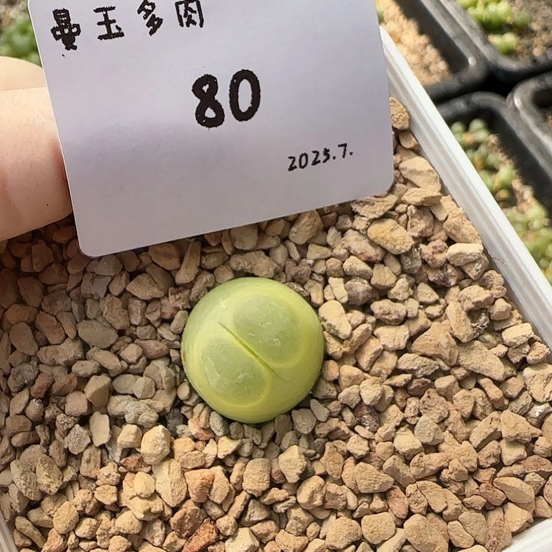 多肉多肉多肉7.25-080
