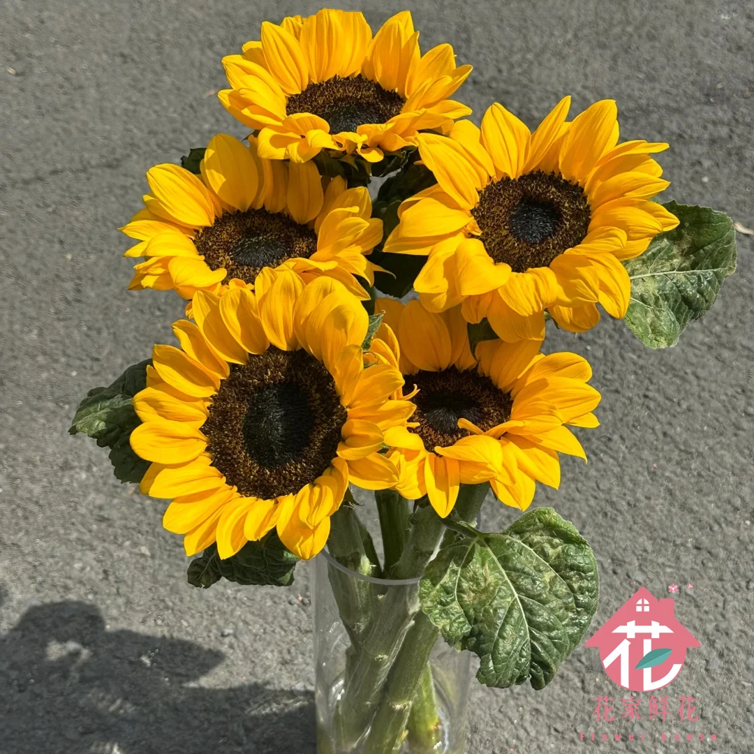 3枝-向日葵鲜花切花生活鲜花加家庭插花日常鲜花今天下单明天送达（任意两单送白色花瓶，发顺丰）