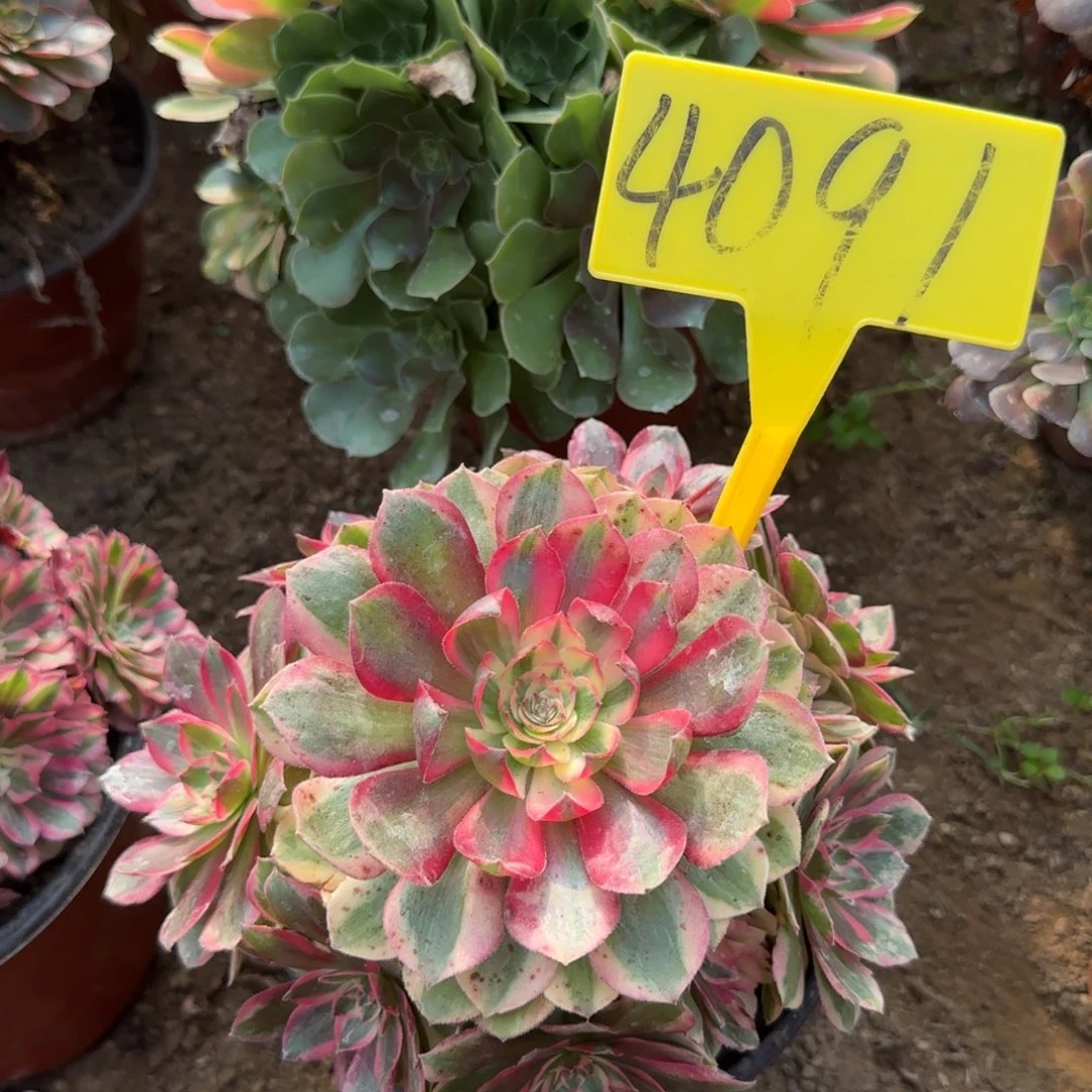 4091---云荷多头多肉