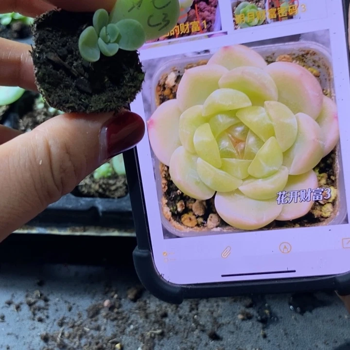 花开财富3芽苗一个多肉