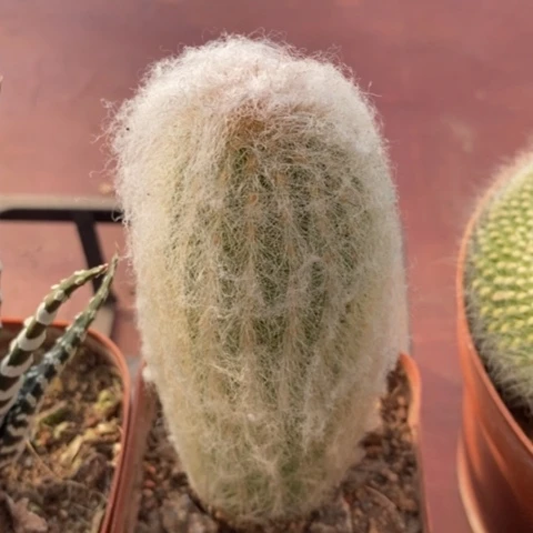 白毛老乐4仙人球