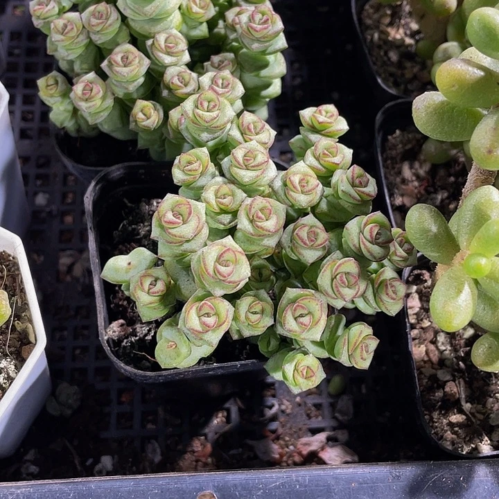 钱多多群带盆土土