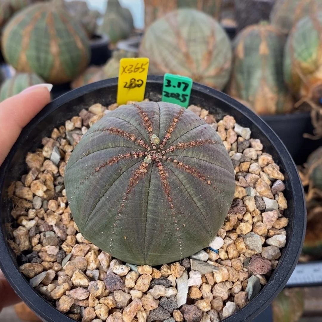 19欧系实生布纹球一物一拍