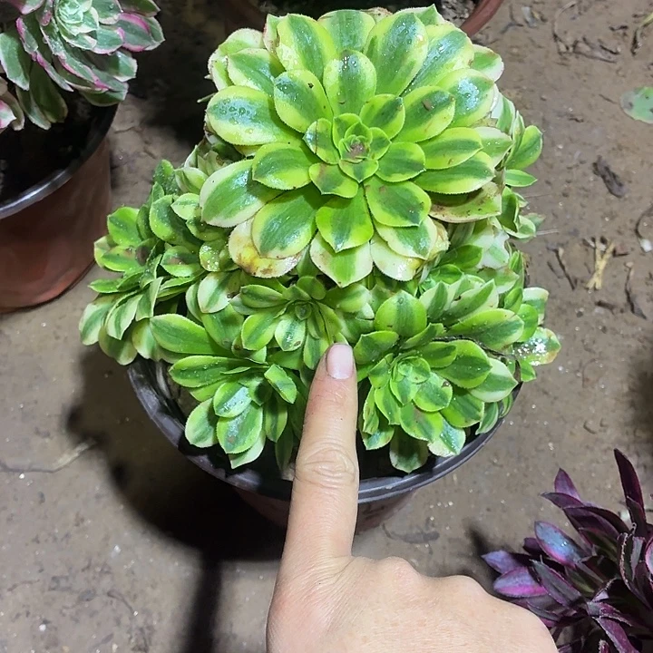 金丝翡翠一棵脱土10