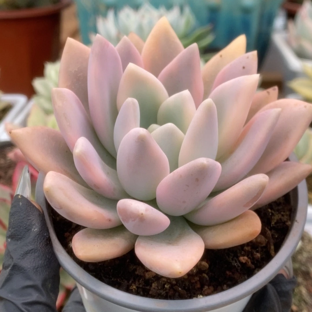 111奥普锦锦锦锦锦锦