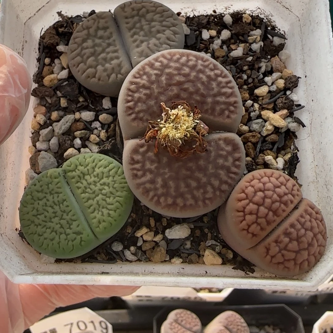 11.21。萌肉富贵清盒。7032