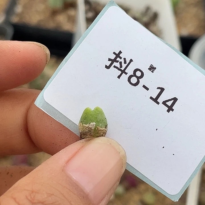 应***雪8-14肉锥多肉植物