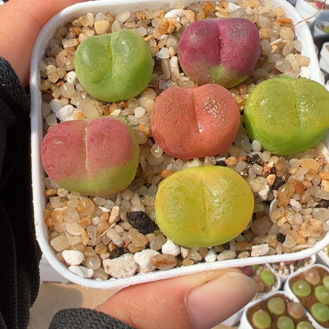 054多肉植物百科