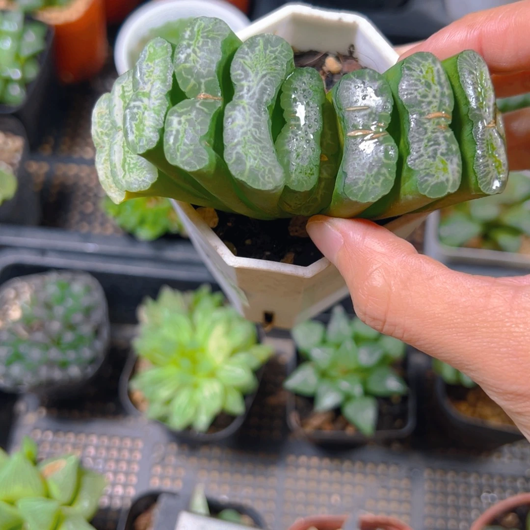 金***娅3966多肉植物一颗多肉