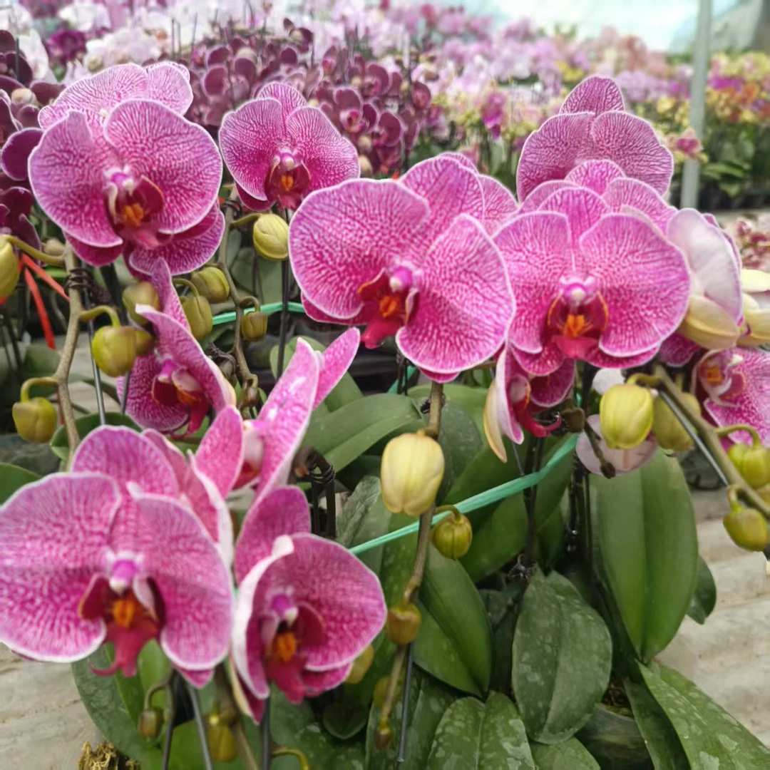 【法国斑】花不晚蝴蝶兰  精品室内花耐养花期长 带花带花苞