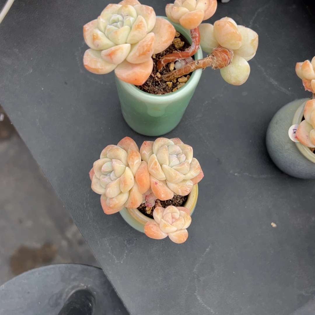 大***迹俩个冰玉带盆0000000000