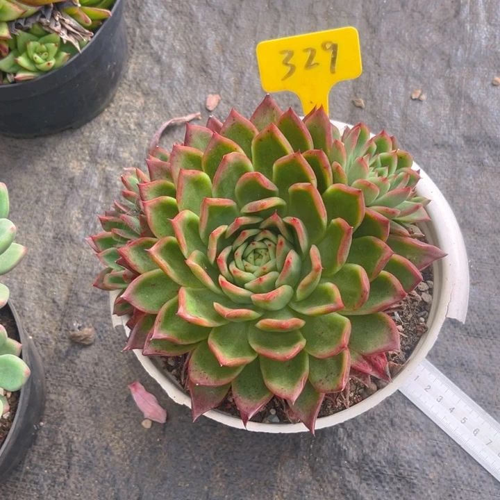 弗兰克杂多肉植物329