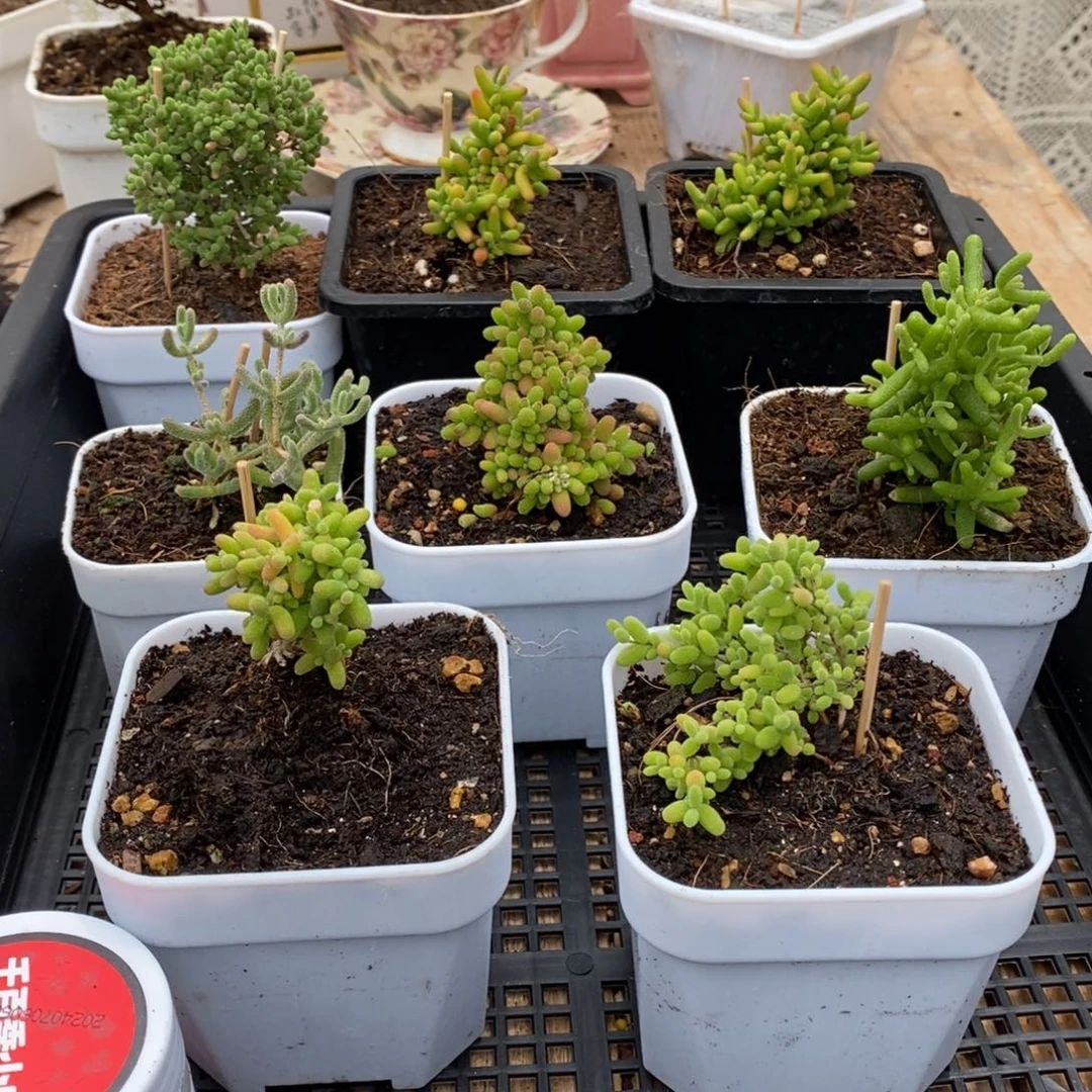 枝干番杏多肉植物397