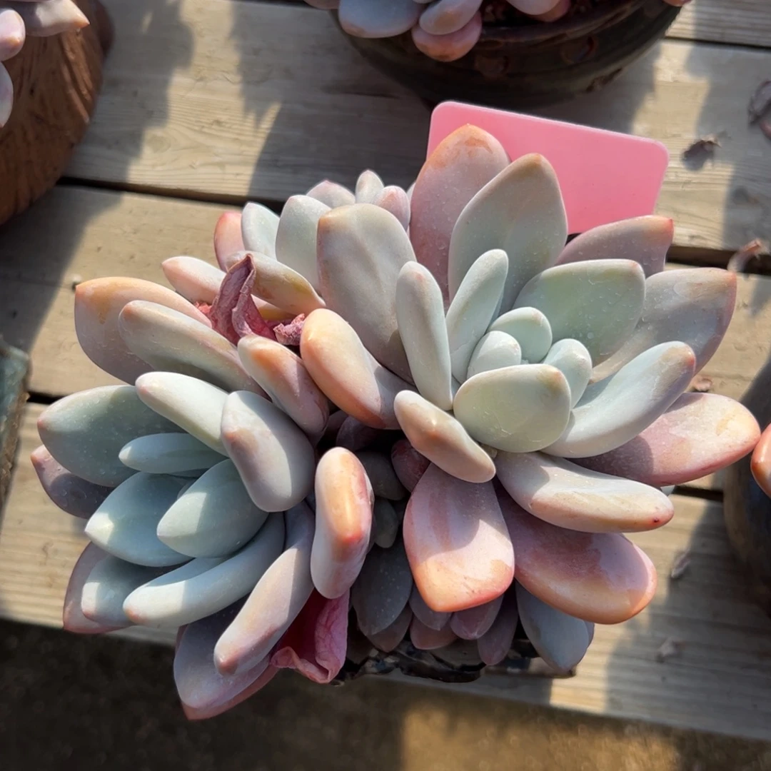 粉兔特价11111111111111