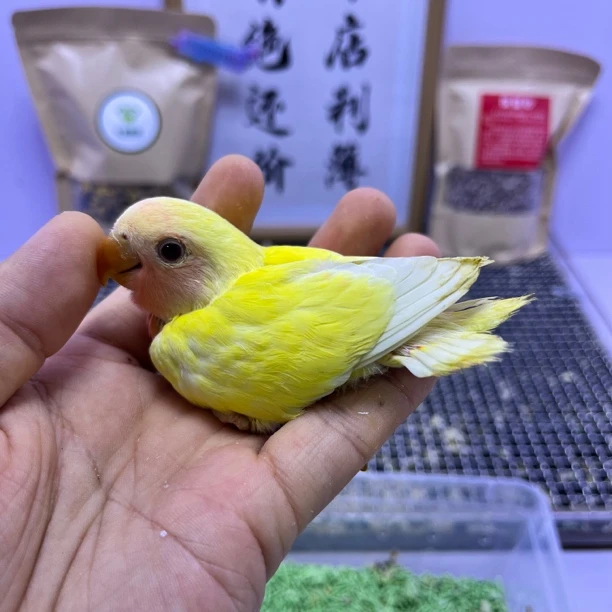 牡丹鹦鹉-黄桃公F61049