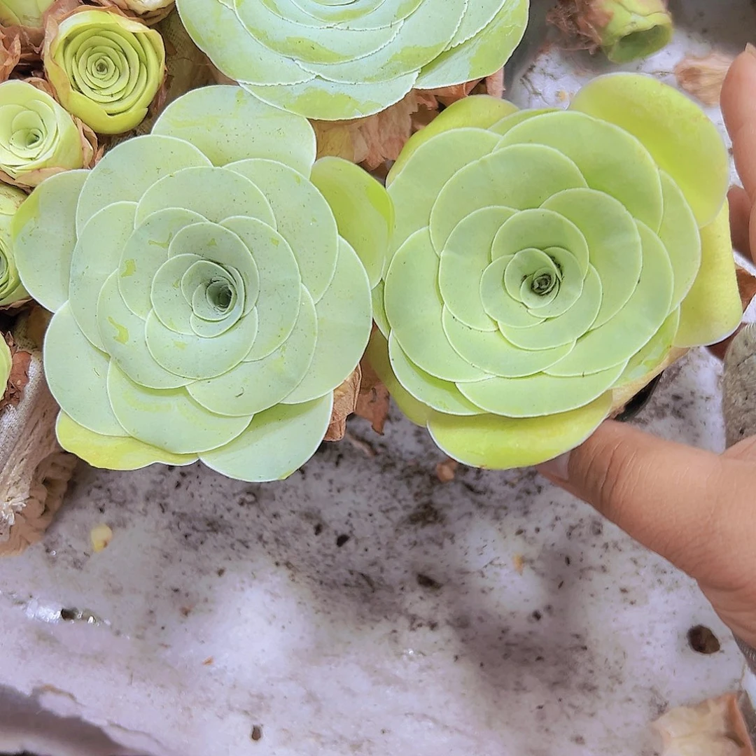 大白玉杯6个6厘米左右