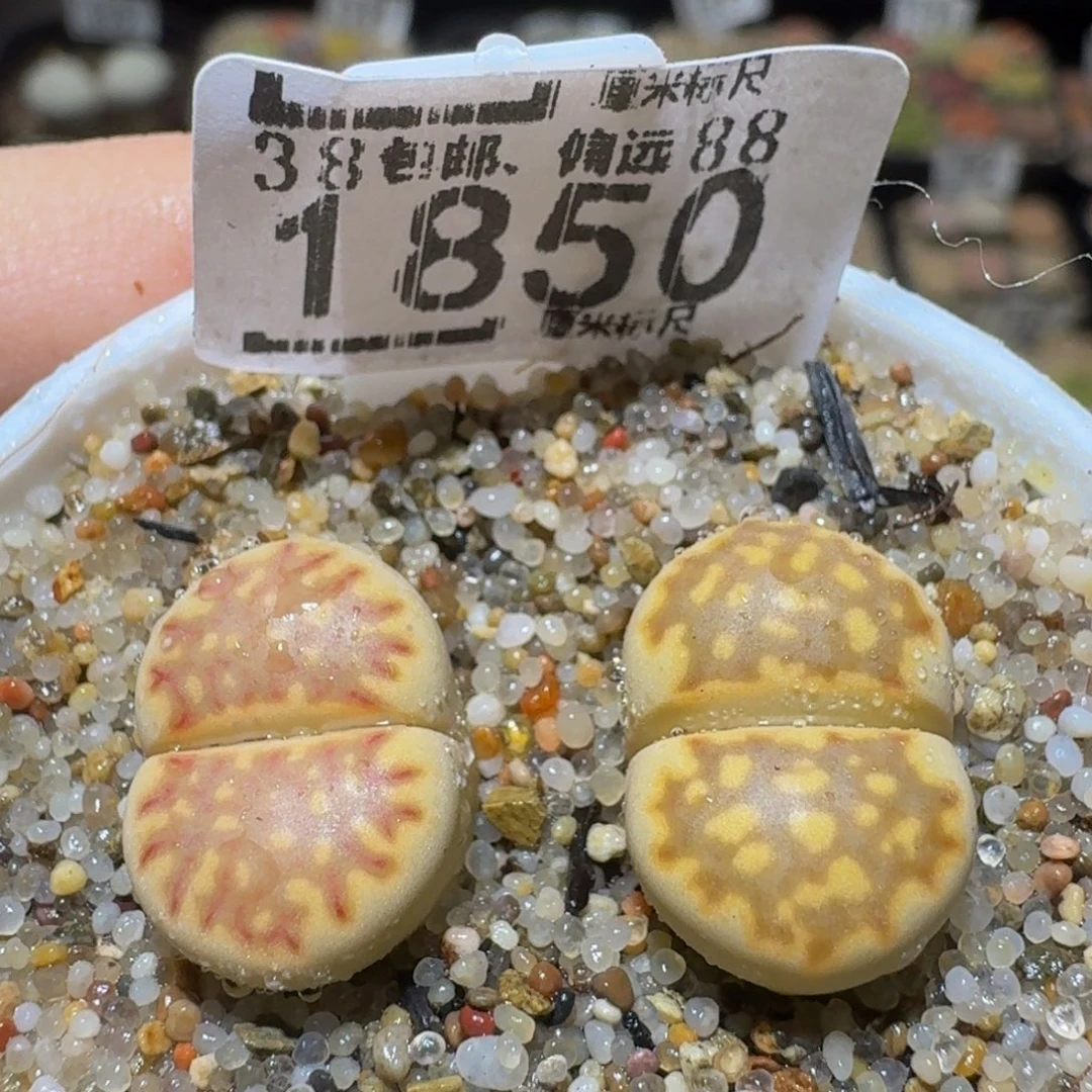 Ssssss精品生石花1850