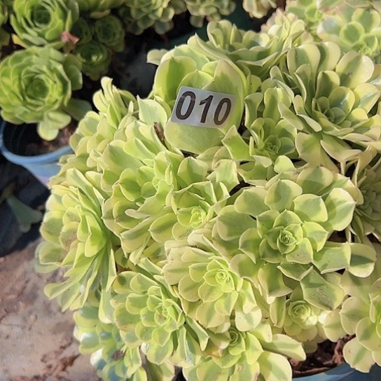 歪***妞多肉植物一个绿豆沙
