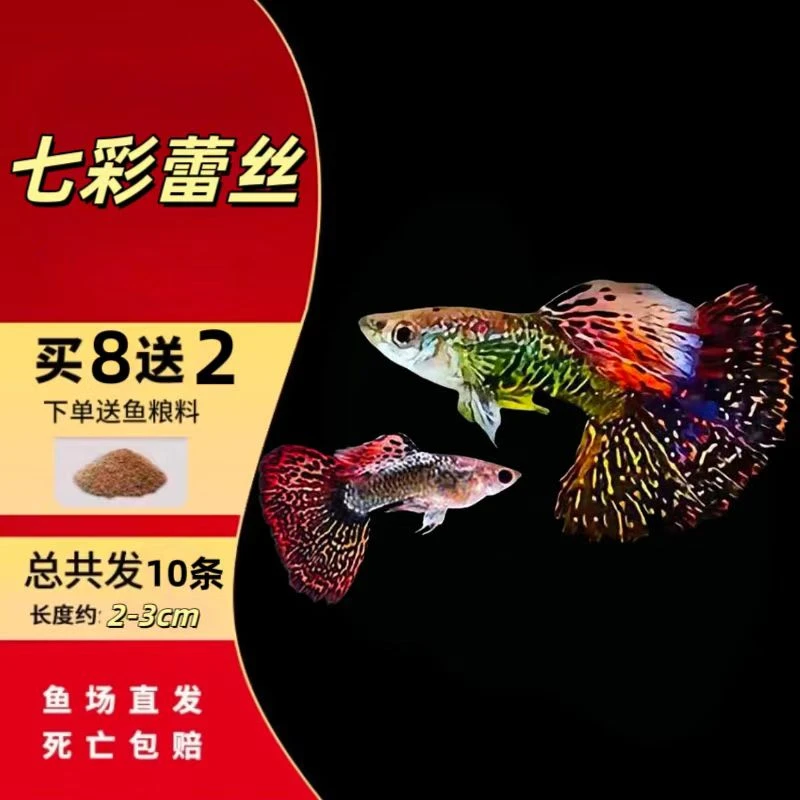 【2-3cm】七彩蕾丝七彩龙鳞孔雀鱼小型热带观赏鱼适合新手