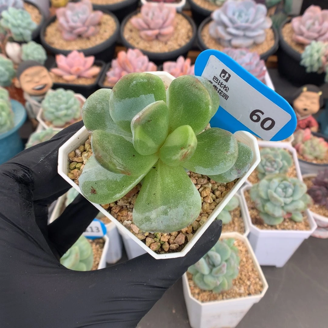 60 灭心冰玉石化多肉