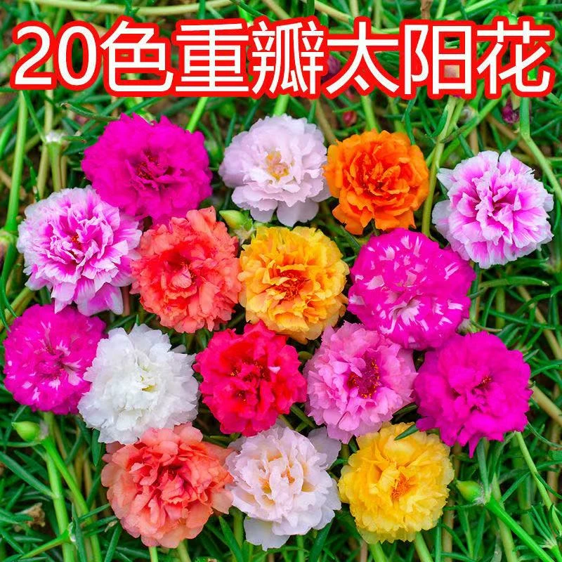 20色太阳花多年生四季开花