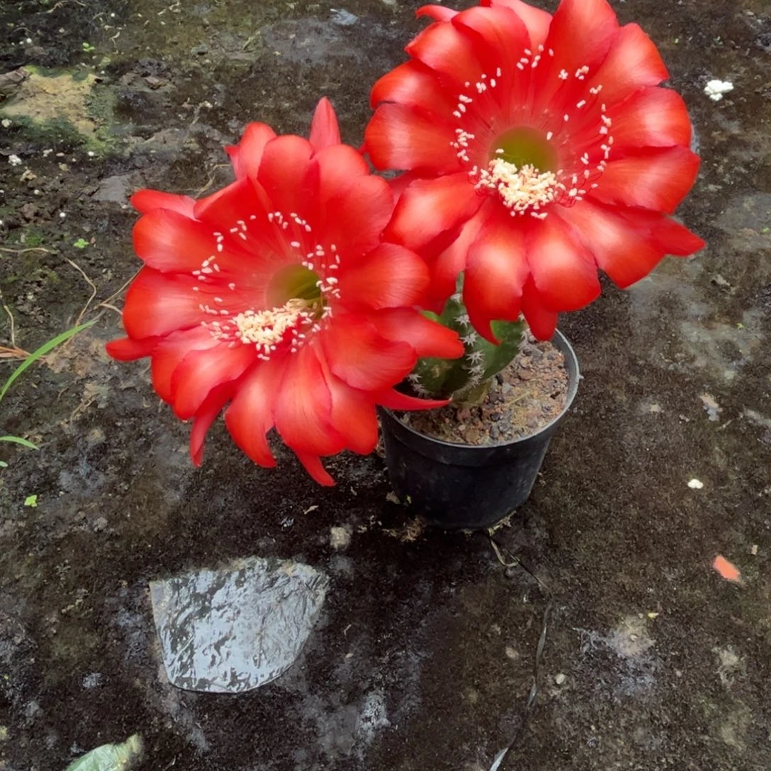 番***酱实生黑金刚仙人球7