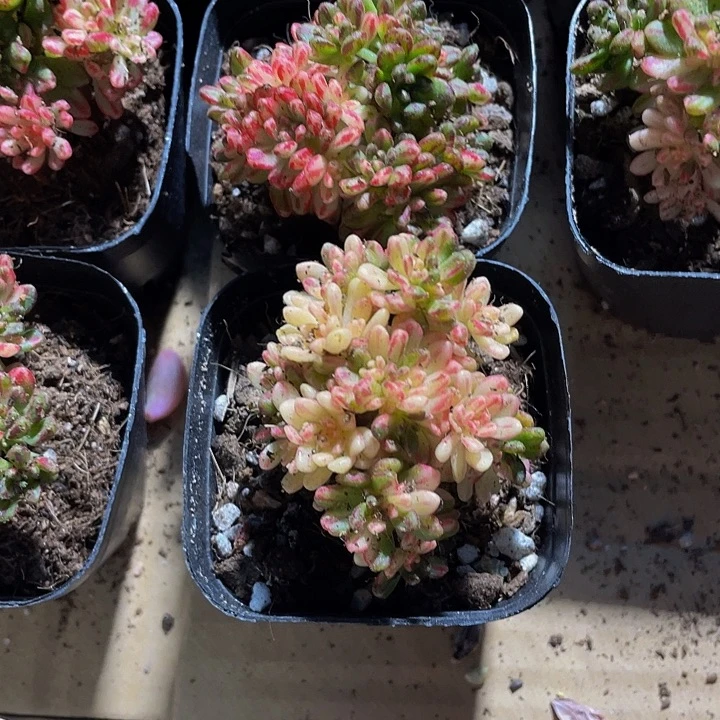 小人姬锦8.8带盆土