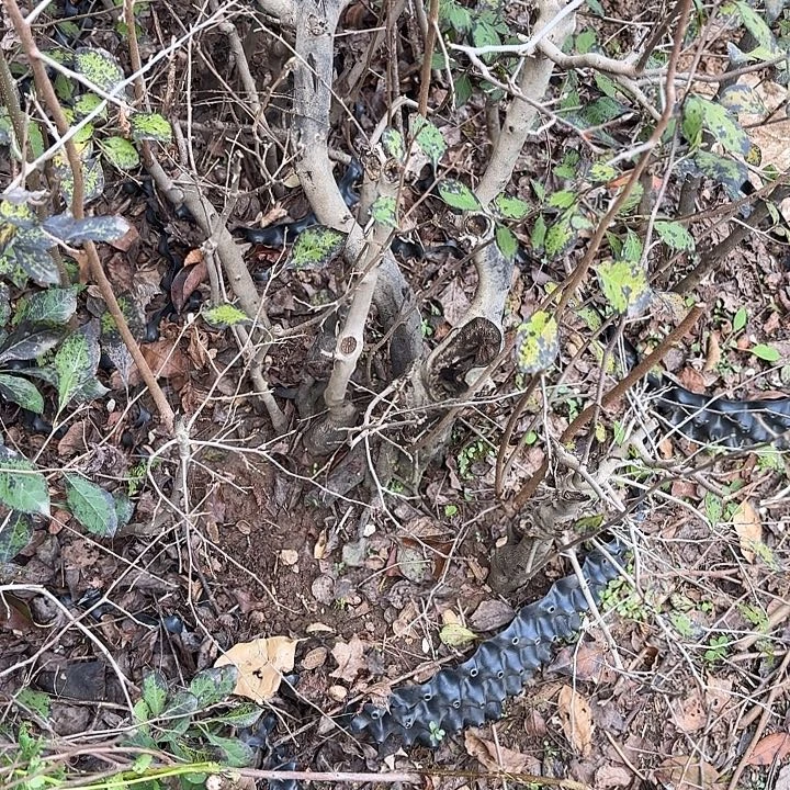 郑***恩无花朵盆景素材老鸦柿