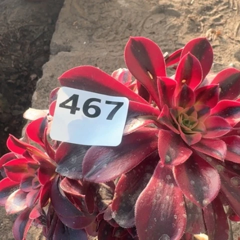 ꧅**法师凤冠18-8