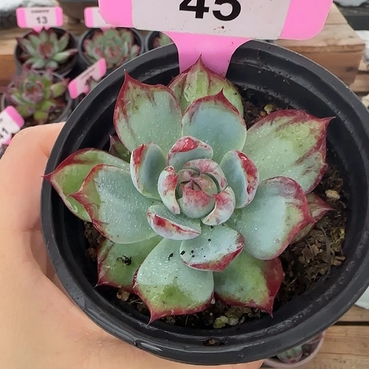 45 惊鸿仙子多肉植物