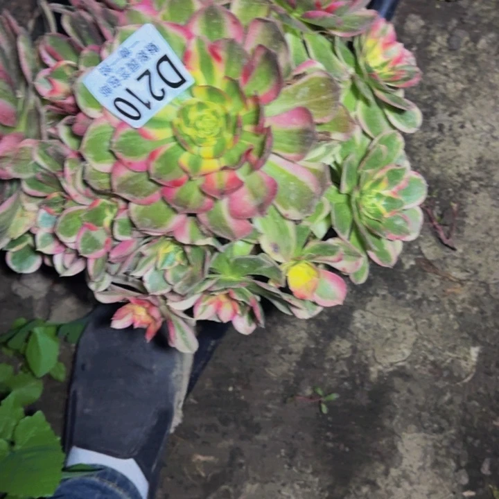 玉芙蓉花30-37包邮花花