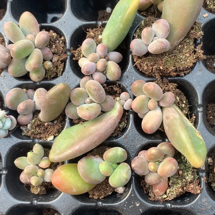 芒果奶随机发满18包邮