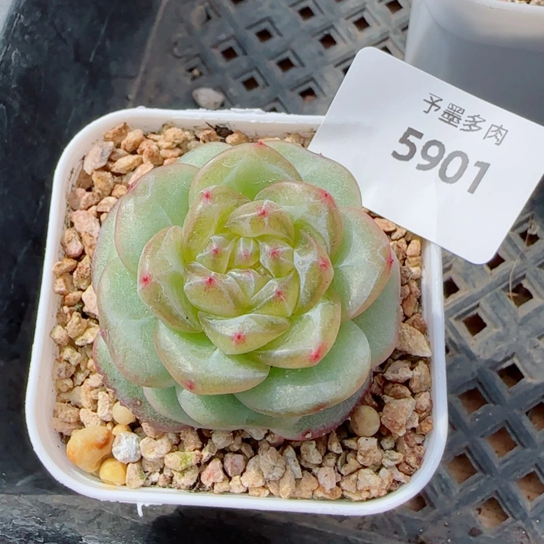 绿意时光，5901多肉植物