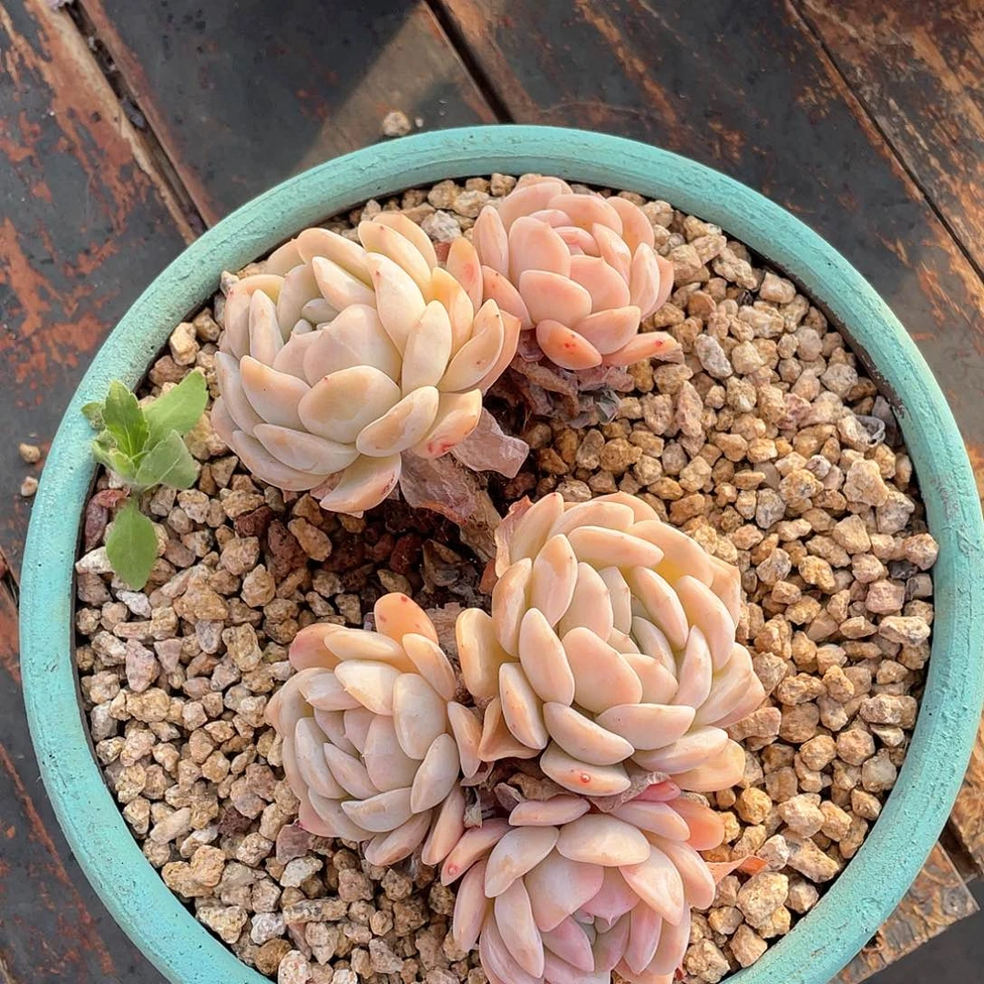 1****6多肉植物一物一拍