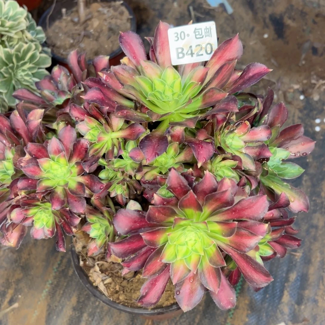 弘**选420 多肉断枝不包