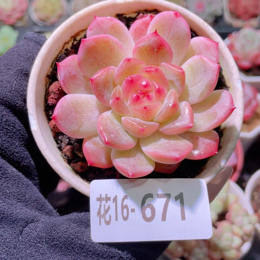花利美16-671新品