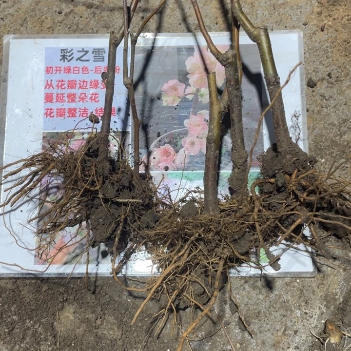 彩之雪海棠花一颗苗
