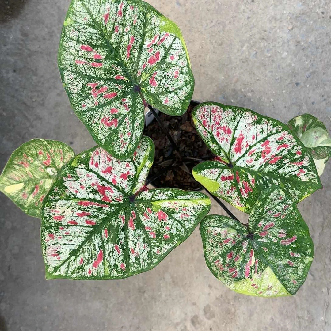 118-0118彩叶芋泰国发货