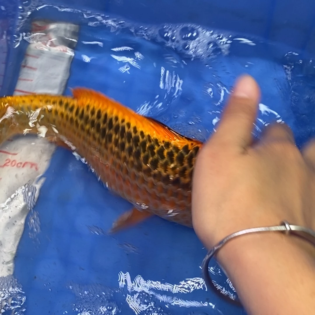 锦鲤冷水锦鲤包邮