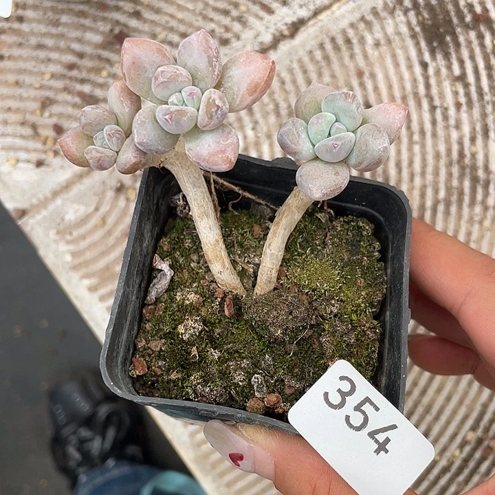 354。 奥普琳那。
