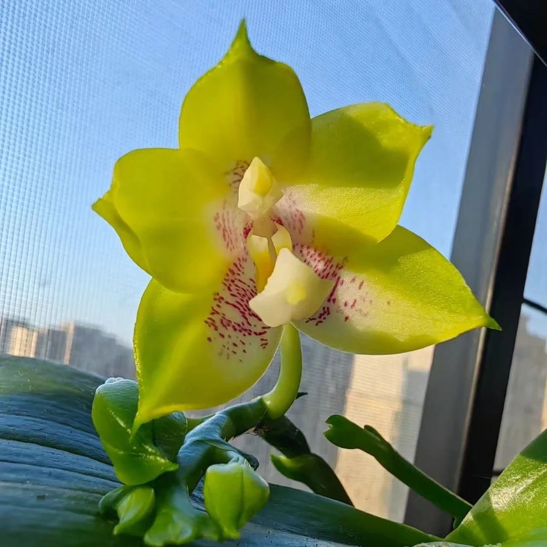 3寸杯 弥陀双剑鹰  （花剑）