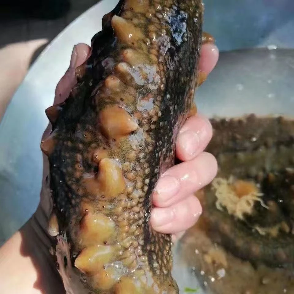 【松北店】鲜活海参1斤