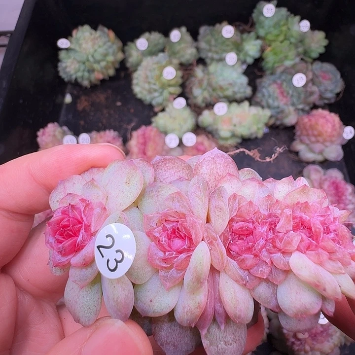 茜宝专拍紫烟缀化