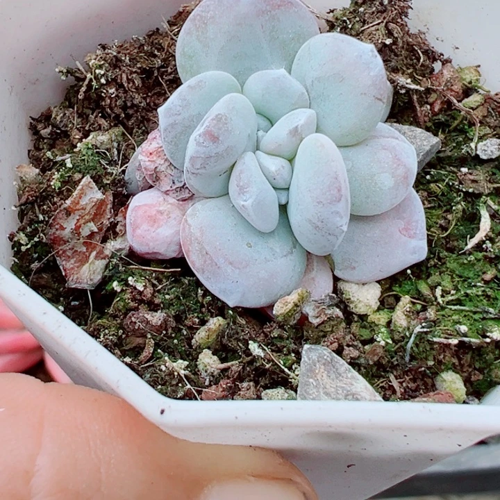 雪莲缀多肉植物1031