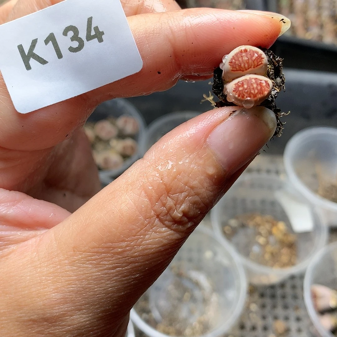 K134多肉植物保护