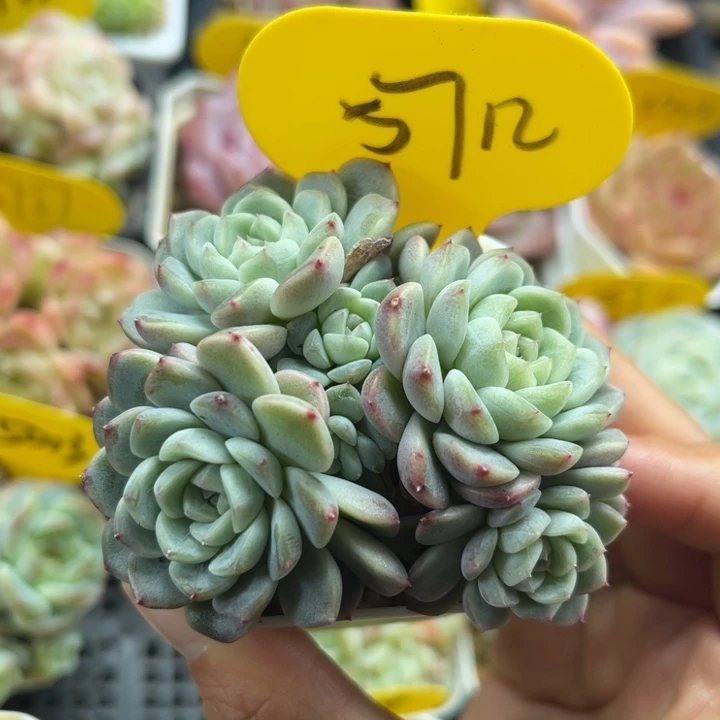 福利纸鸢群可拍5712