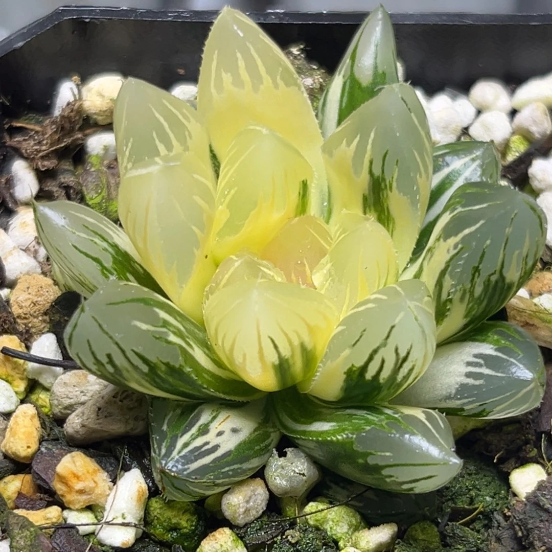 十二卷多肉植物34实生